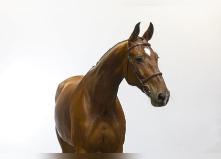 Koń westfalski, Klacz, 9 lat, 171 cm, Gniada