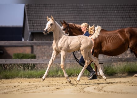 Koń westfalski, Klacz, , 170 cm, Izabelowata
