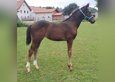 Koń westfalski, Klacz, Źrebak (06/2024), Ciemnogniada