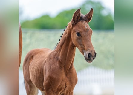 Koń westfalski, Klacz, Źrebak (04/2026), Gniada