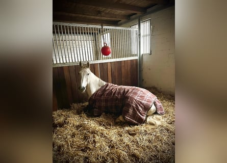 Koń westfalski, Ogier, 10 lat, 173 cm, Siwa jabłkowita