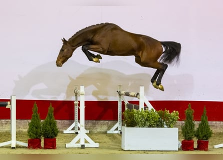 Koń westfalski, Ogier, 2 lat, 163 cm, Gniada