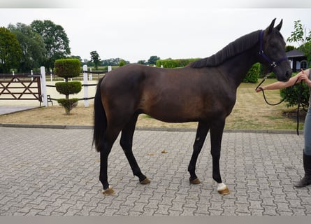 Koń westfalski, Ogier, 2 lat, 164 cm, Skarogniada