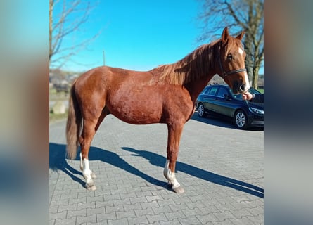 Koń westfalski, Ogier, 2 lat, 165 cm, Ciemnokasztanowata