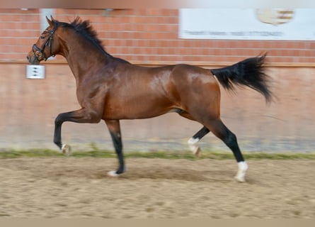 Koń westfalski, Ogier, 2 lat, 165 cm, Gniada