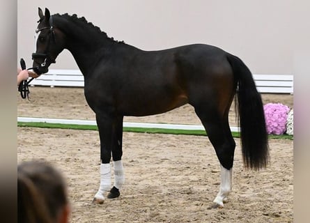 Koń westfalski, Ogier, 2 lat, 165 cm, Skarogniada