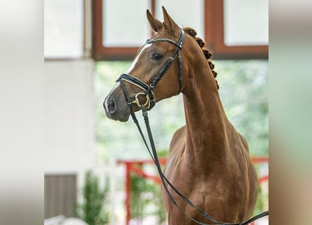 Koń westfalski, Ogier, 2 lat, 167 cm, Gniada