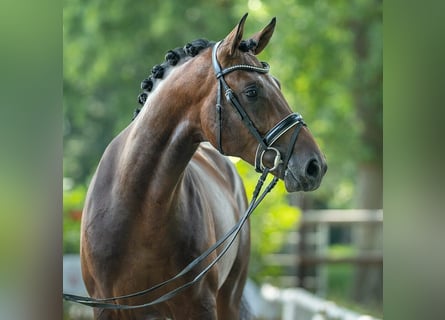 Koń westfalski, Ogier, 2 lat, 167 cm, Gniada