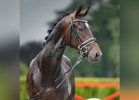 Koń westfalski, Ogier, 2 lat, 168 cm, Ciemnogniada