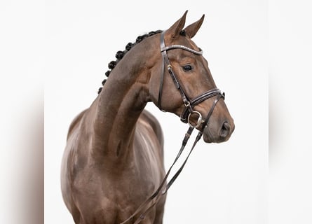 Koń westfalski, Ogier, 2 lat, 168 cm, Ciemnokasztanowata