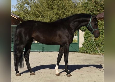 Koń westfalski, Ogier, 2 lat, 168 cm, Gniada