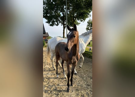 Koń westfalski, Ogier, 2 lat, 170 cm, Siwa