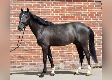 Koń westfalski, Ogier, 3 lat, 166 cm, Siwa
