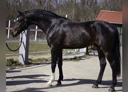 Koń westfalski, Ogier, 3 lat, 168 cm, Gniada