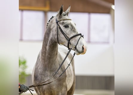 Koń westfalski, Ogier, 3 lat, 168 cm, Siwa