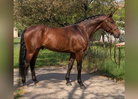 Koń westfalski, Ogier, 3 lat, 169 cm, Gniada