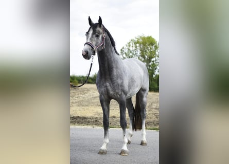 Koń westfalski, Ogier, 3 lat, 170 cm, Siwa