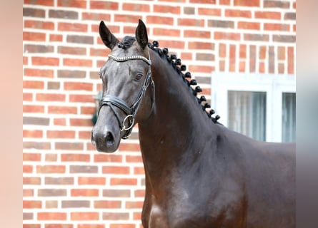 Koń westfalski, Ogier, 3 lat, 173 cm, Skarogniada