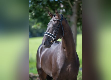 Koń westfalski, Ogier, 4 lat, 165 cm, Skarogniada