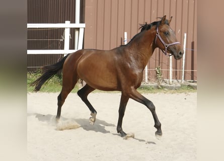 Koń westfalski, Ogier, 4 lat, 167 cm, Gniada