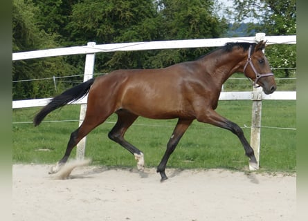 Koń westfalski, Ogier, 4 lat, 167 cm, Gniada