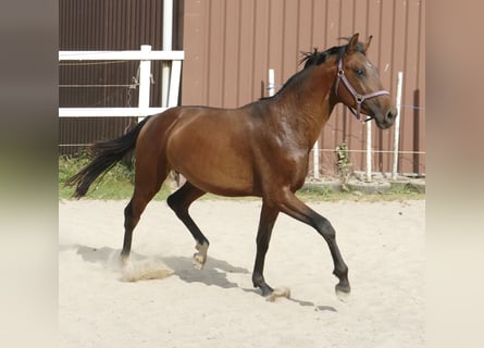Koń westfalski, Ogier, 4 lat, 168 cm, Gniada