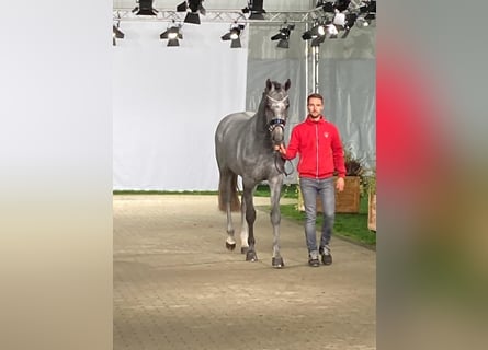 Koń westfalski, Ogier, 4 lat, 169 cm