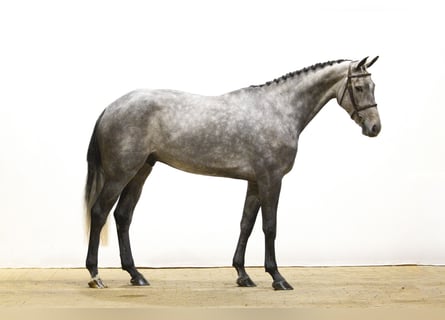 Koń westfalski, Ogier, 4 lat, 169 cm, Siwa