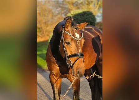 Koń westfalski, Ogier, 4 lat, 170 cm, Ciemnogniada