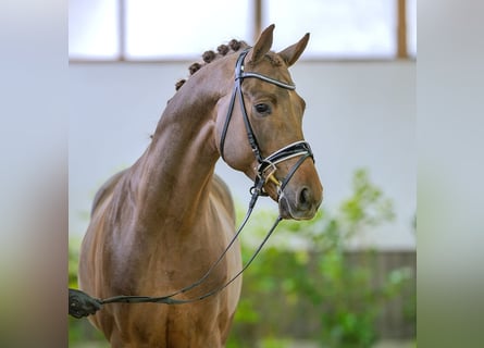 Koń westfalski, Ogier, 5 lat, 165 cm, Kasztanowata