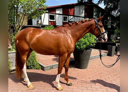 Koń westfalski, Ogier, 5 lat, 167 cm, Kasztanowata