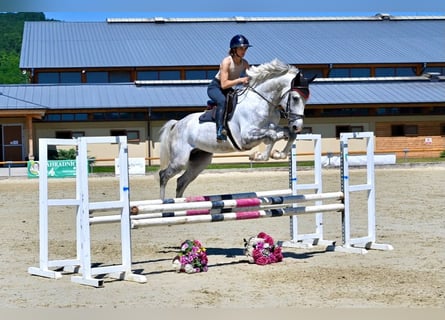Koń westfalski, Ogier, 5 lat, 167 cm, Siwa