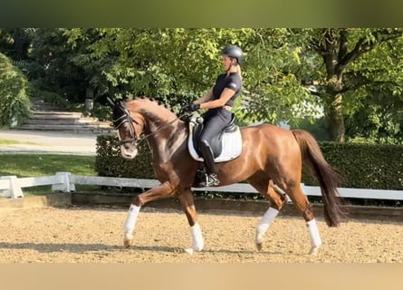 Koń westfalski, Ogier, 5 lat, 168 cm, Ciemnokasztanowata