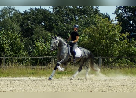 Koń westfalski, Ogier, 6 lat, 164 cm, Siwa