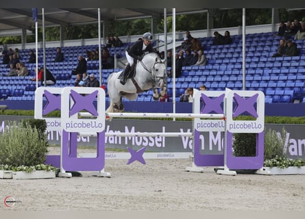 Koń westfalski, Ogier, 7 lat, 171 cm, Siwa