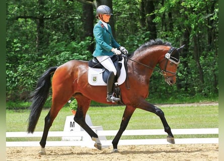 Koń westfalski, Ogier, 8 lat, 167 cm, Gniada