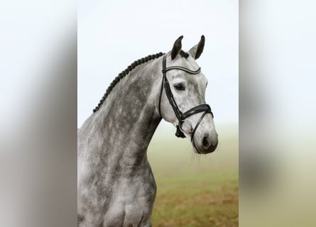 Koń westfalski, Ogier, 8 lat, 168 cm, Siwa