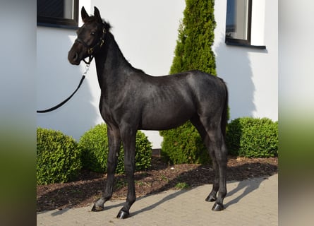 Koń westfalski, Ogier, Źrebak (02/2023), 170 cm, Może być siwy