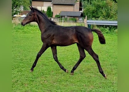 Koń westfalski, Ogier, Źrebak (05/2023), Ciemnogniada