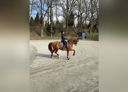 Koń westfalski, Wałach, 11 lat, 170 cm, Kasztanowata