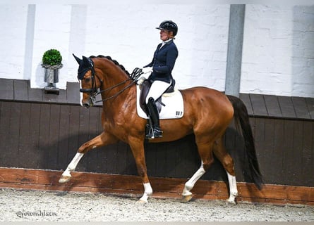Koń westfalski, Wałach, 12 lat, 170 cm, Kasztanowata