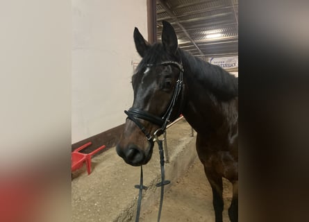 Koń westfalski, Wałach, 15 lat, 170 cm, Gniada