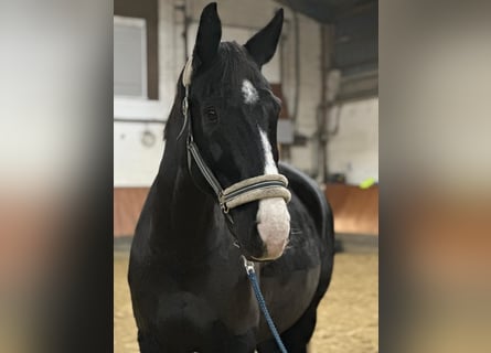 Koń westfalski, Wałach, 15 lat, 174 cm, Kara