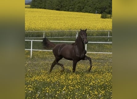 Koń westfalski, Wałach, 2 lat, 168 cm, Ciemnokasztanowata