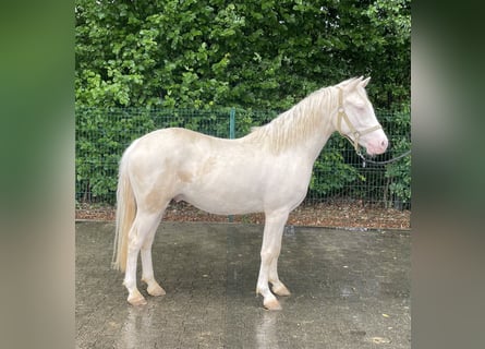Koń westfalski, Wałach, 3 lat, 143 cm, Cremello