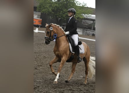 Koń westfalski, Wałach, 3 lat, 145 cm, Izabelowata