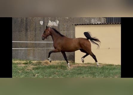 Koń westfalski, Wałach, 3 lat, 160 cm, Gniada
