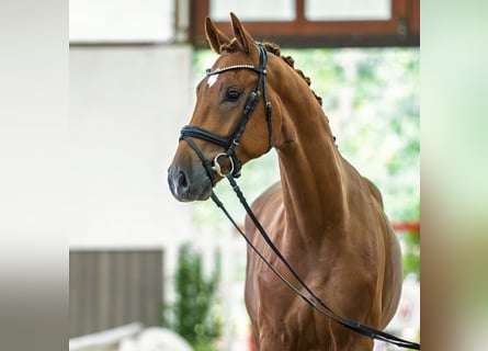 Koń westfalski, Wałach, 3 lat, 168 cm, Kasztanowata