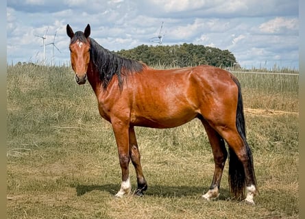 Koń westfalski, Wałach, 3 lat, 172 cm, Gniada