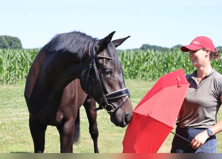 Koń westfalski, Wałach, 3 lat, 172 cm, Kara